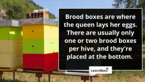 How Many Brood Boxes Should I Start With Learnbees