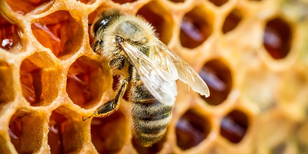 honey bee making honey in honeycomb