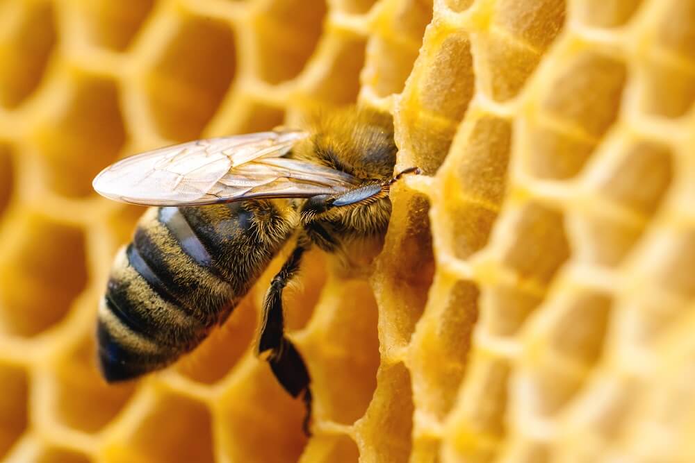 bee making honey inside honeycomb