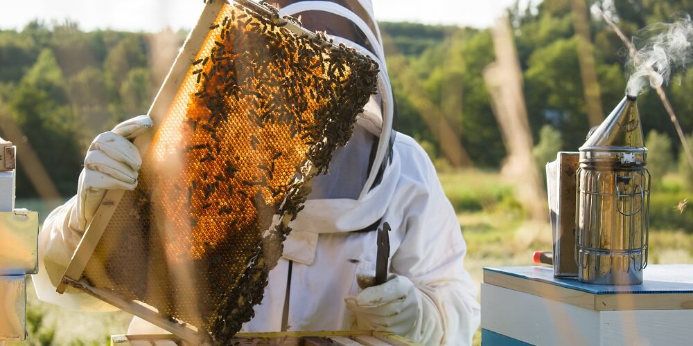 beekeeper checking bees in his bee suit