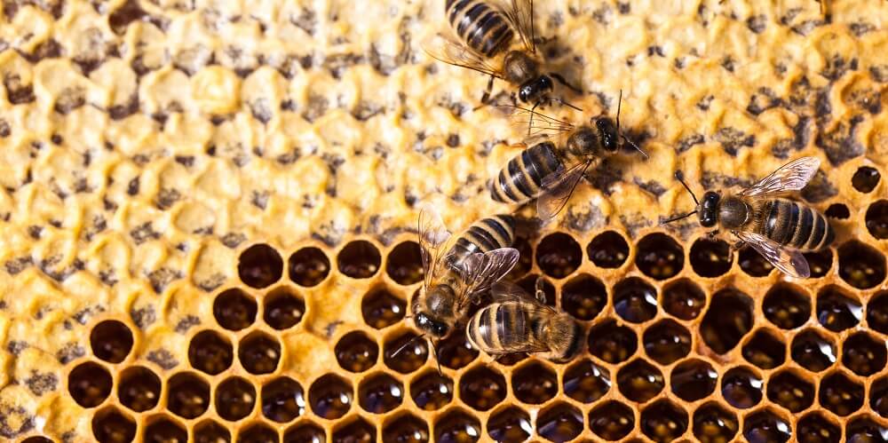 bees tending to honeycomb