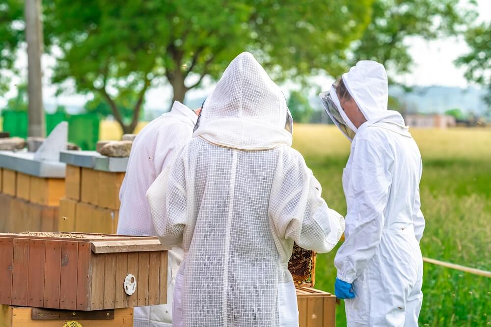 three beekeepers wearing bee suits while standing around hives