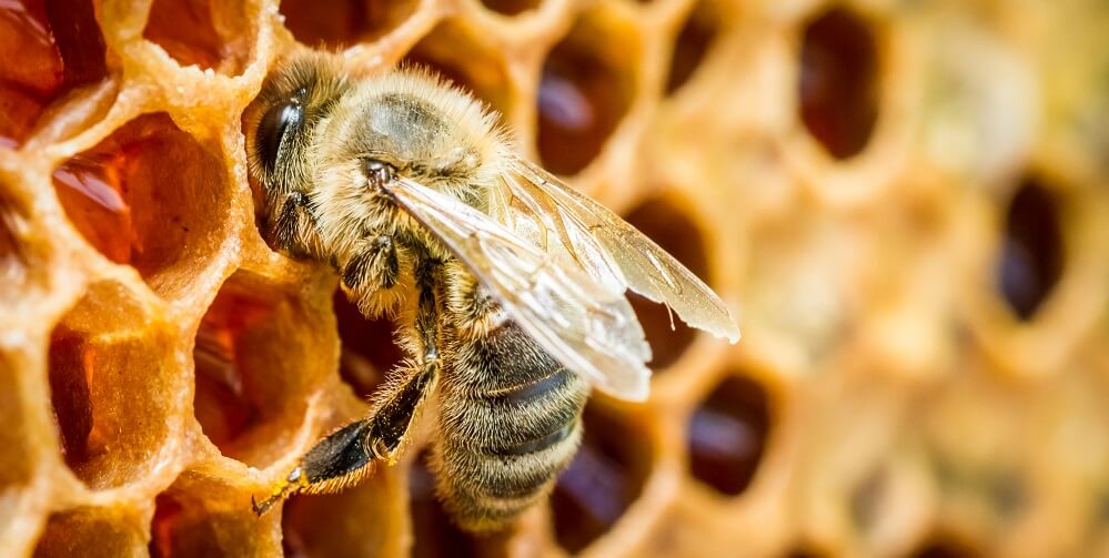 Bee in honeycomb making orange blossom honey