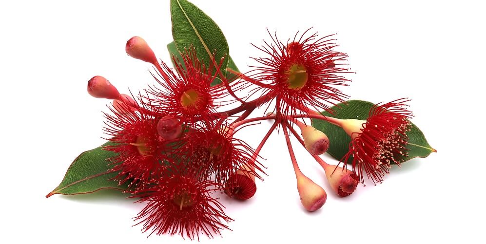 Red ironbark eucalyptus flowers