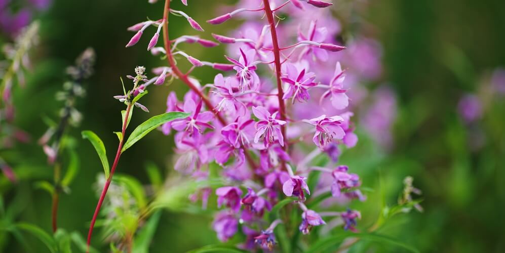 Fireweed flower blossoms