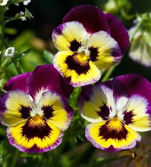 purple and yellow pansies blooming