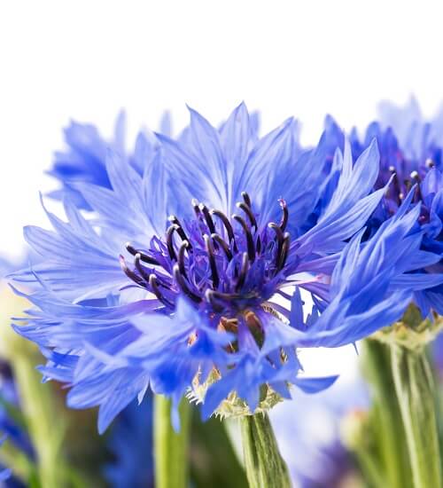 blue cornflower blooming