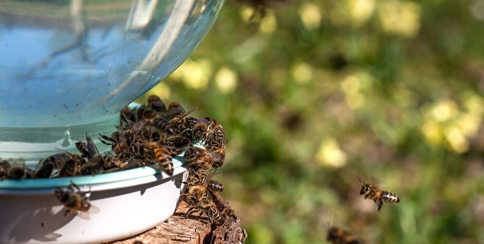 bees drinking from self-dispensing water bowl