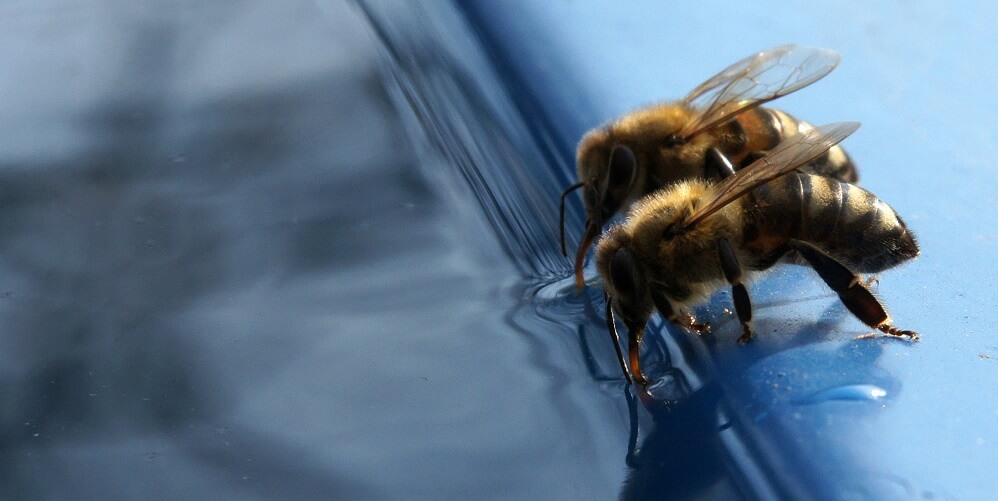 two bees drinking water from a blue bowl