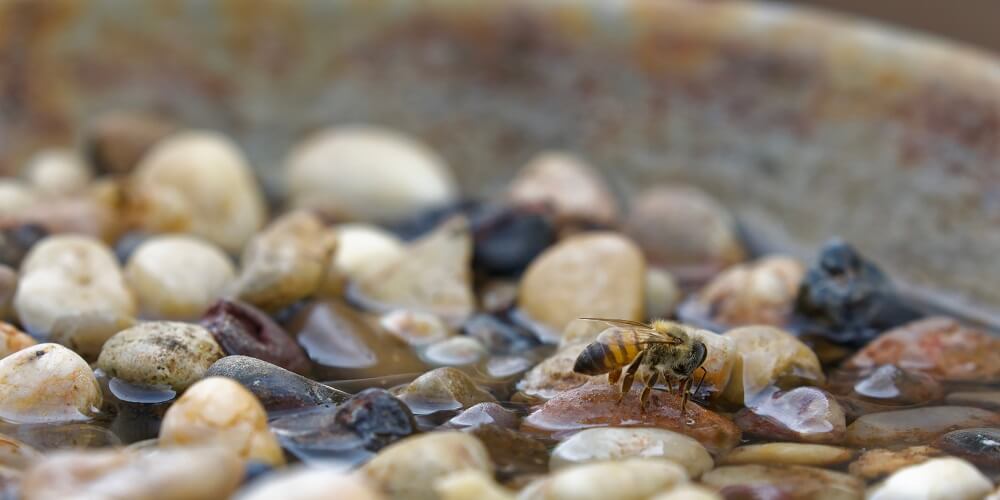 bee drinking from birdbath with pebbles