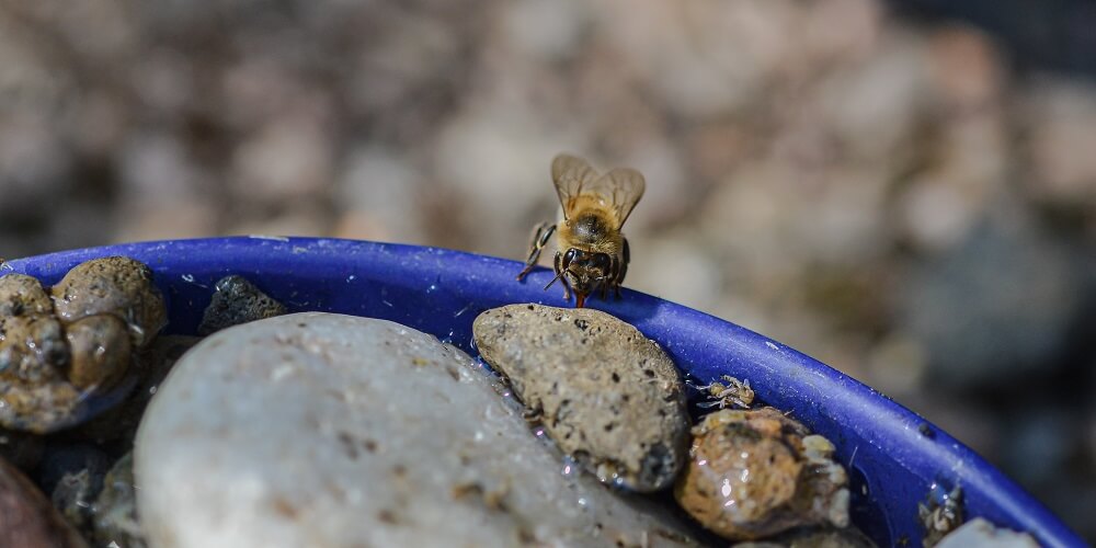 bee drinking water safely from bee waterer