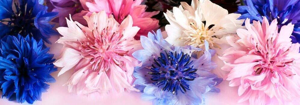 blue, pink, and cream colored cornflower blossoms