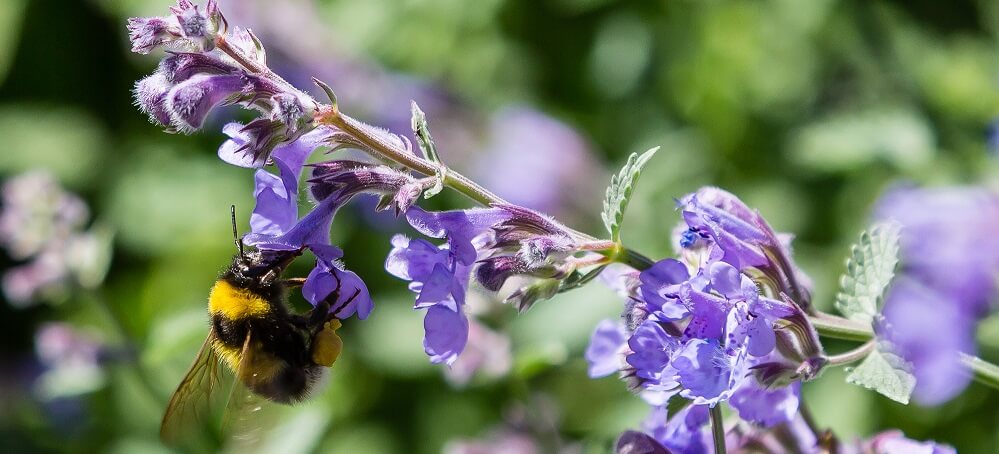 bumble bee gathering nectar from purple catmint blossom