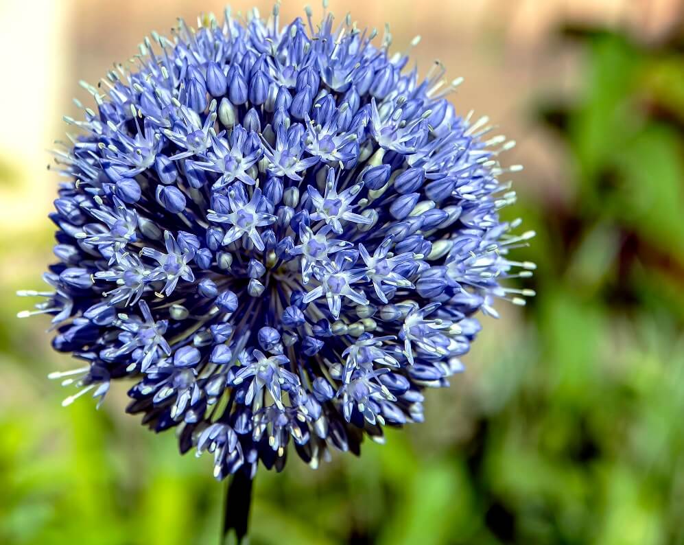 blue allium blossom