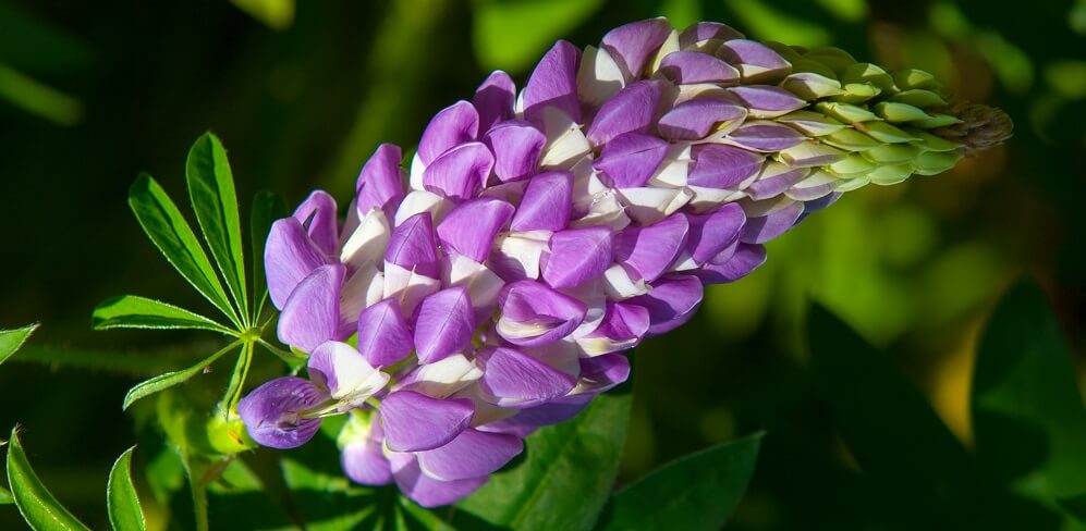 purple lupine flowers