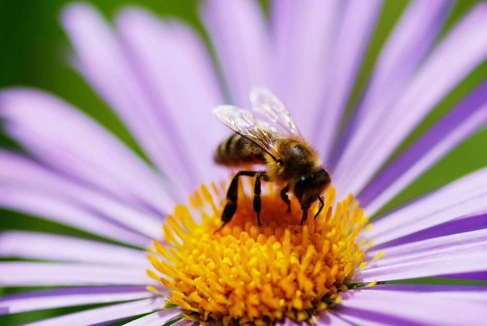 bee drinking nectar from light purple flower