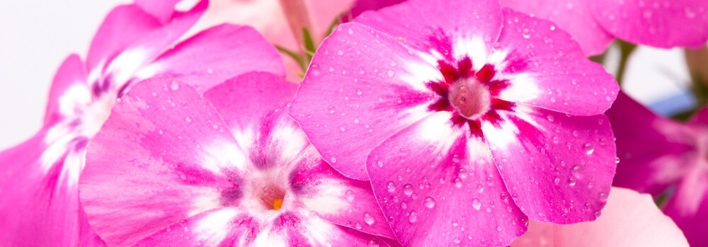 pink phlox flowers blooming