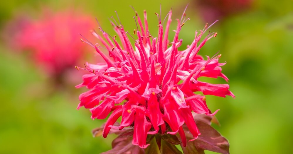 pink bee balm blooming