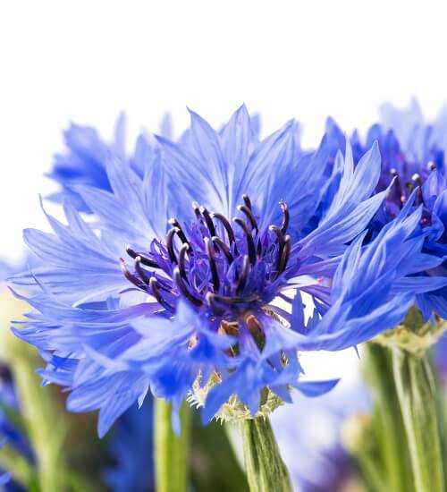 blue cornflower blooming