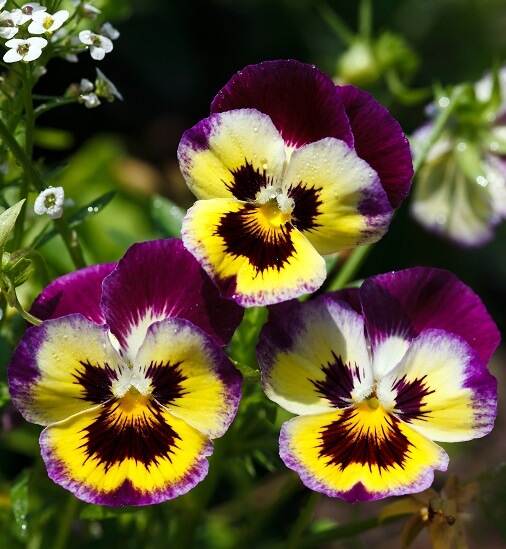 pansy flower blooming