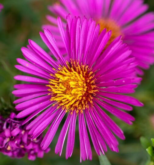 New England aster blooming