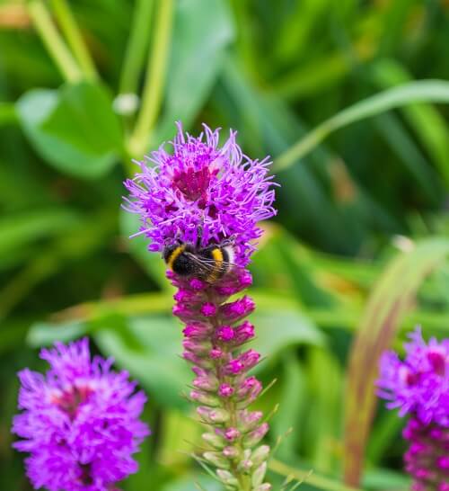 liatris blooming with bumble bee pollinating the blossom