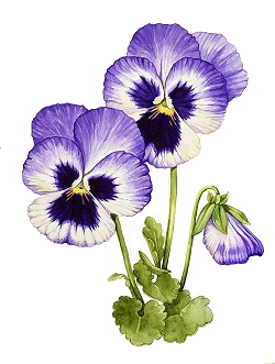 purple and white pansies blooming