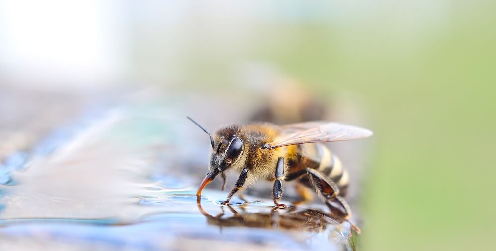 honeybee drinking sugar water