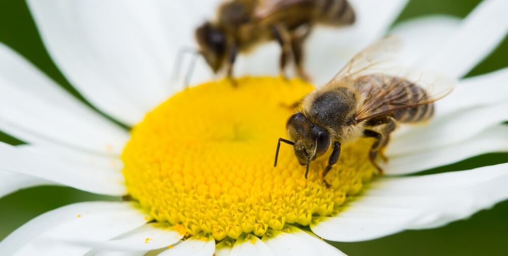 honeybees gathering nectar from white flower