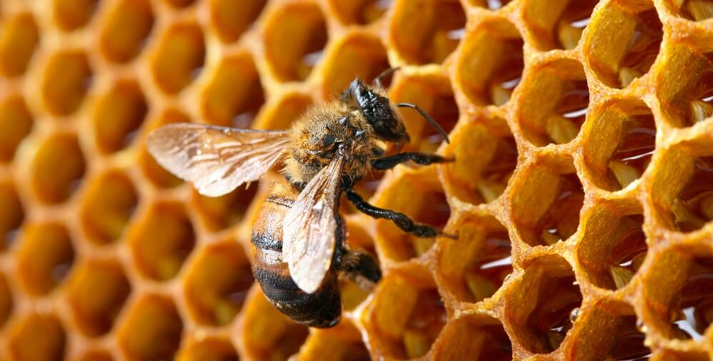 honeybee inside honeycomb