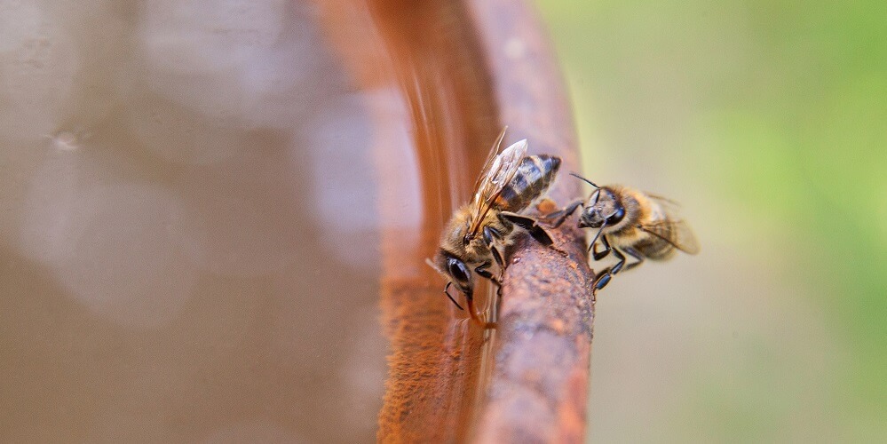 honeybees drinking sugar water for bees