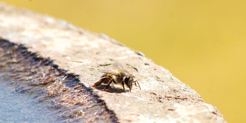 honeybee drinking sugar water for bees