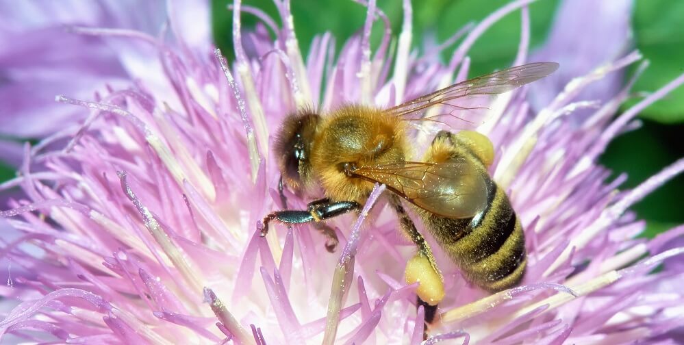 honeybee gathering nectar from flower