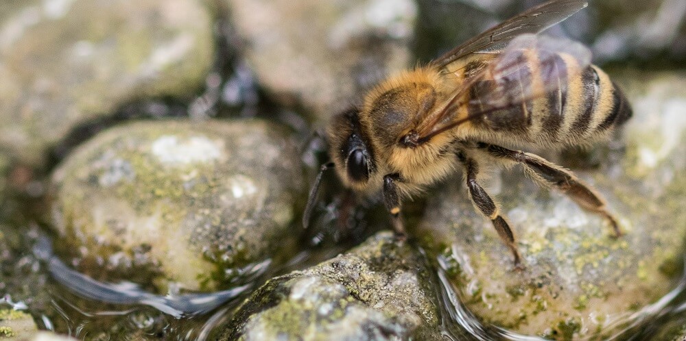 Honeybee drinking sugar water for bees