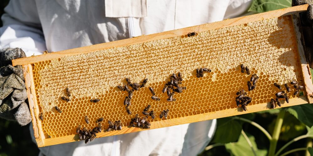 beekeeper holding honeycomb with honey