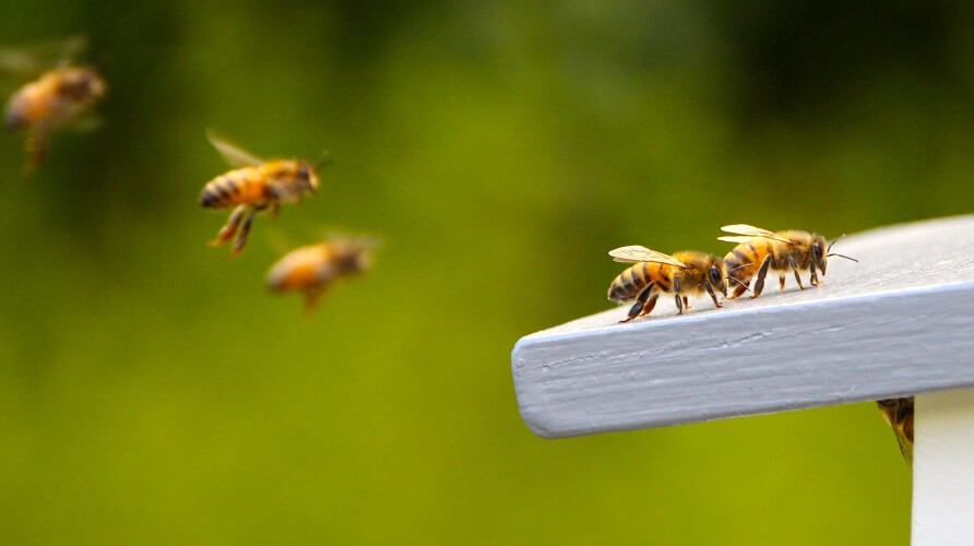 bees flying to hive