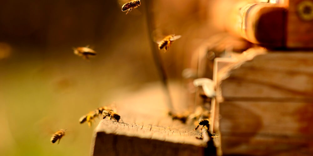 honeybees flying into bee hive