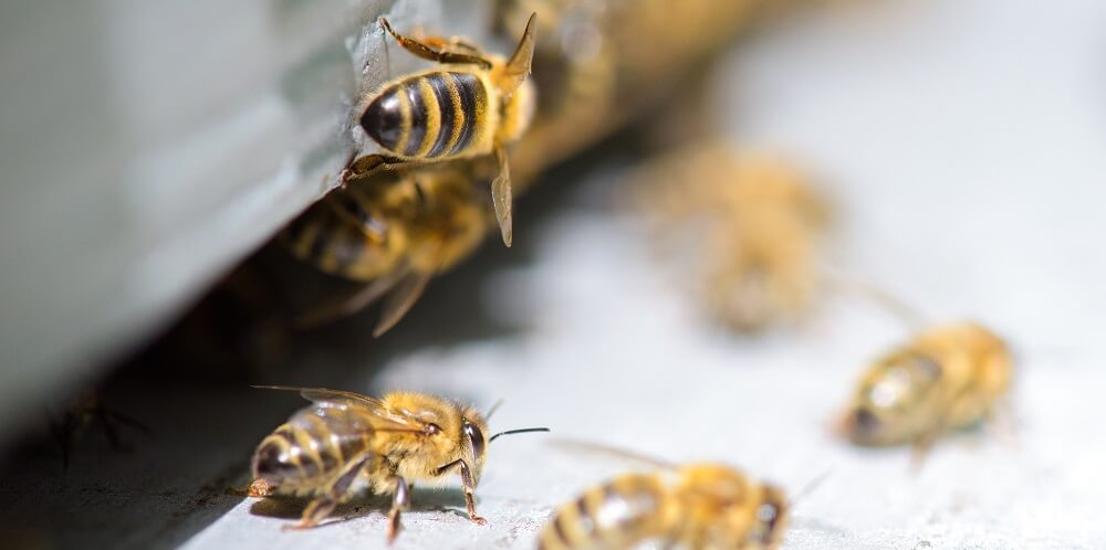 honeybees at bee hive