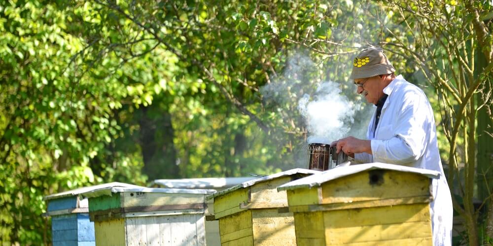 beekeeper using bee smoker on honeybee hive