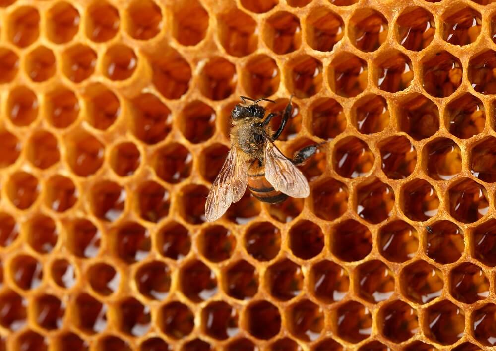 honeybees filling up honeycomb