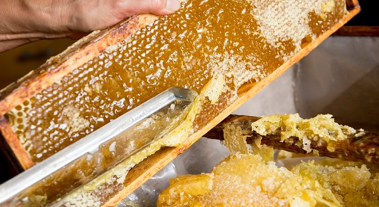 beekeeper uncapping honeycomb