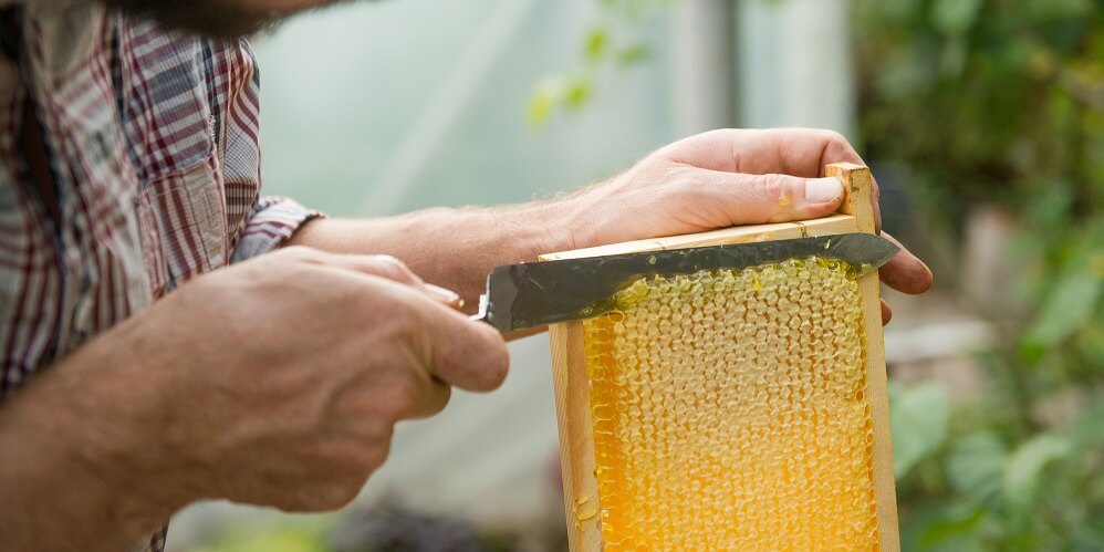 beekeeper uncapping the honeycomb so he can harvest honey