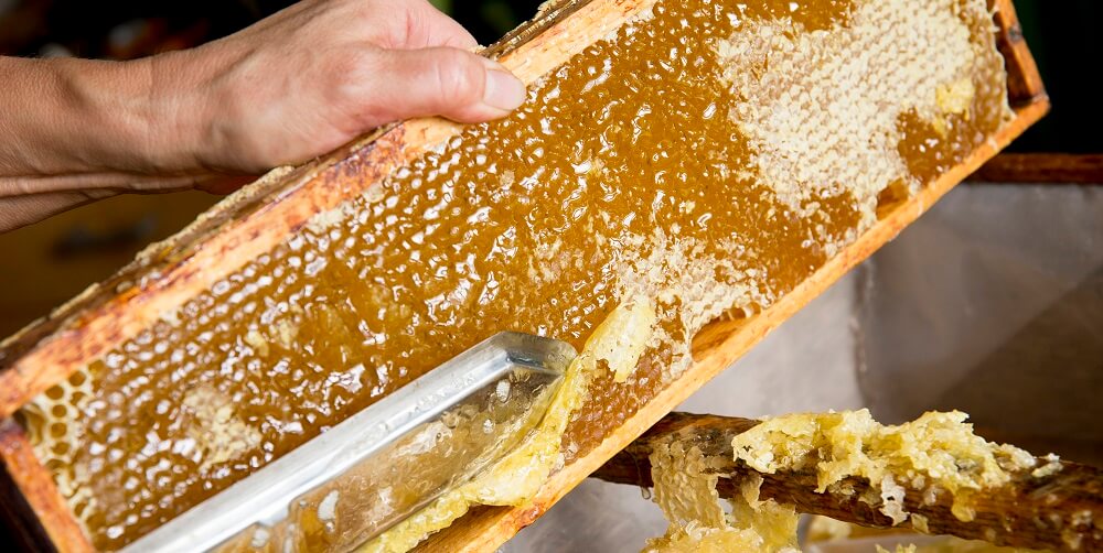 beekeeper cutting honeycomb getting ready for honey extractor