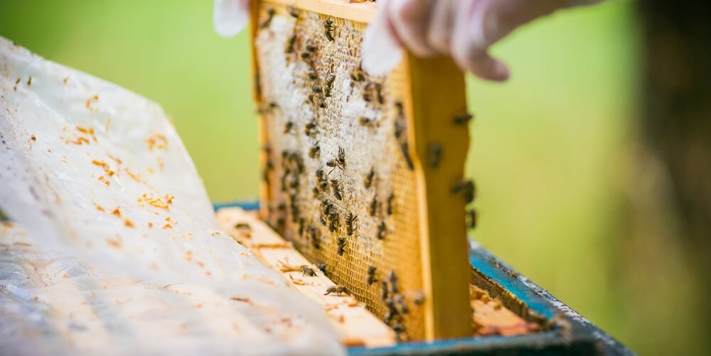 beekeeper checking on beehive