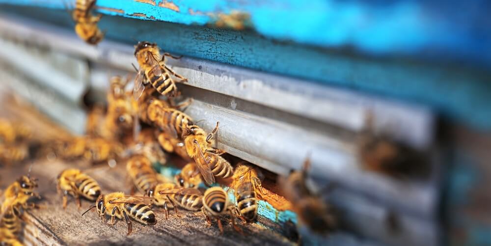 honeybees entering hive