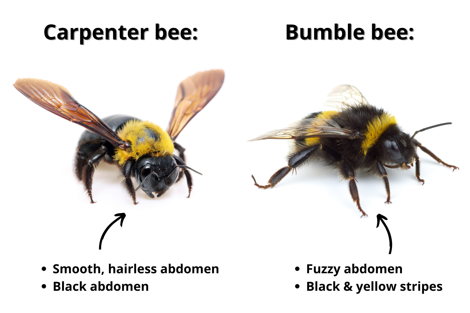 carpenter bee versus bumble bee