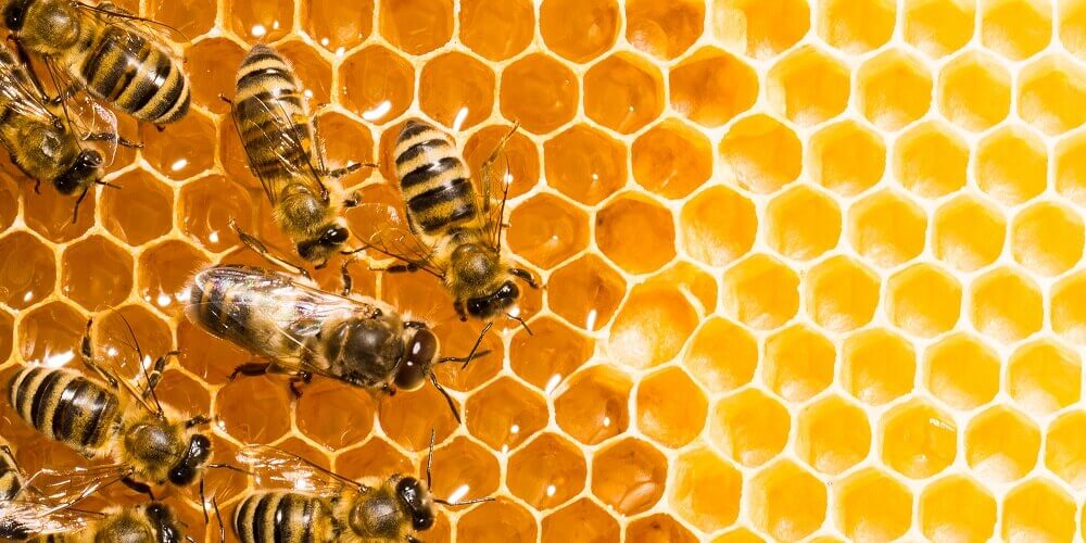 Honeybees filling honeycomb with honey