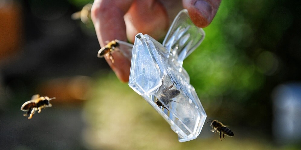 a backyard beekeeper using a queen catcher to separate queen bee