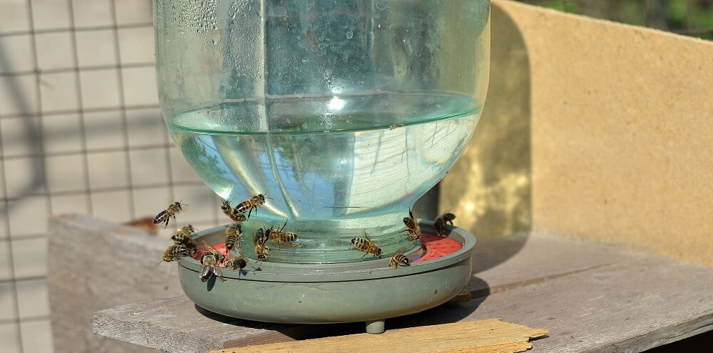honeybees drinking water