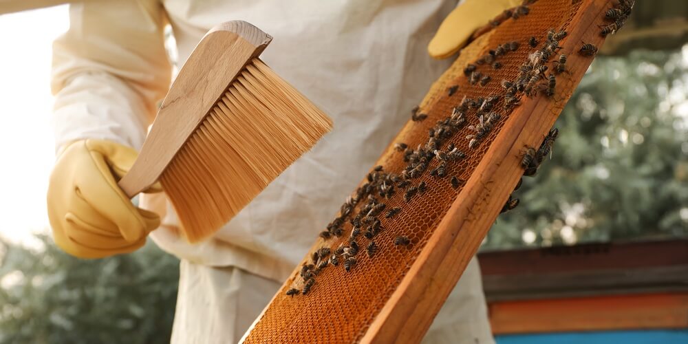 backyard beekeeper using bee brush on honeybees